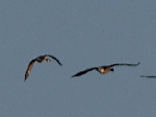 シジュウカラガン - ML646551831