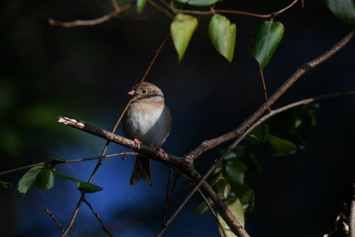 Field Sparrow - ML646551832