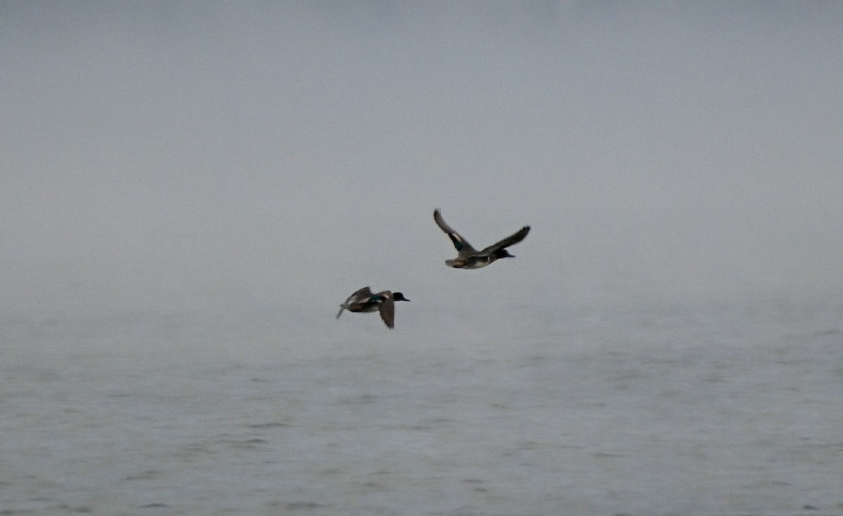 Ногоохон нугас - ML646551833