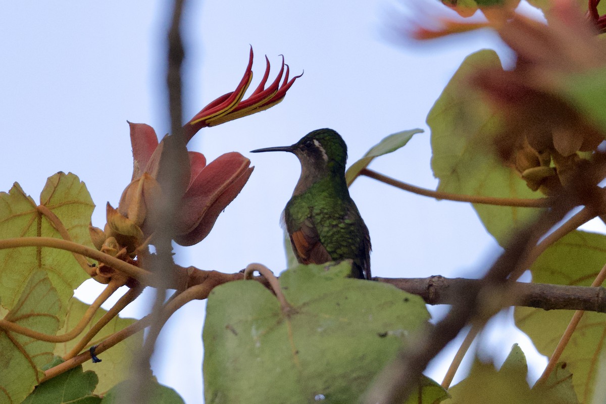 Garnet-throated Hummingbird - ML646551836