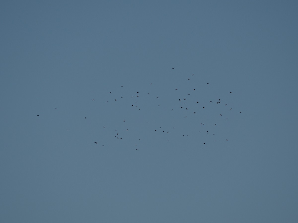 blackbird sp. - ML646551838