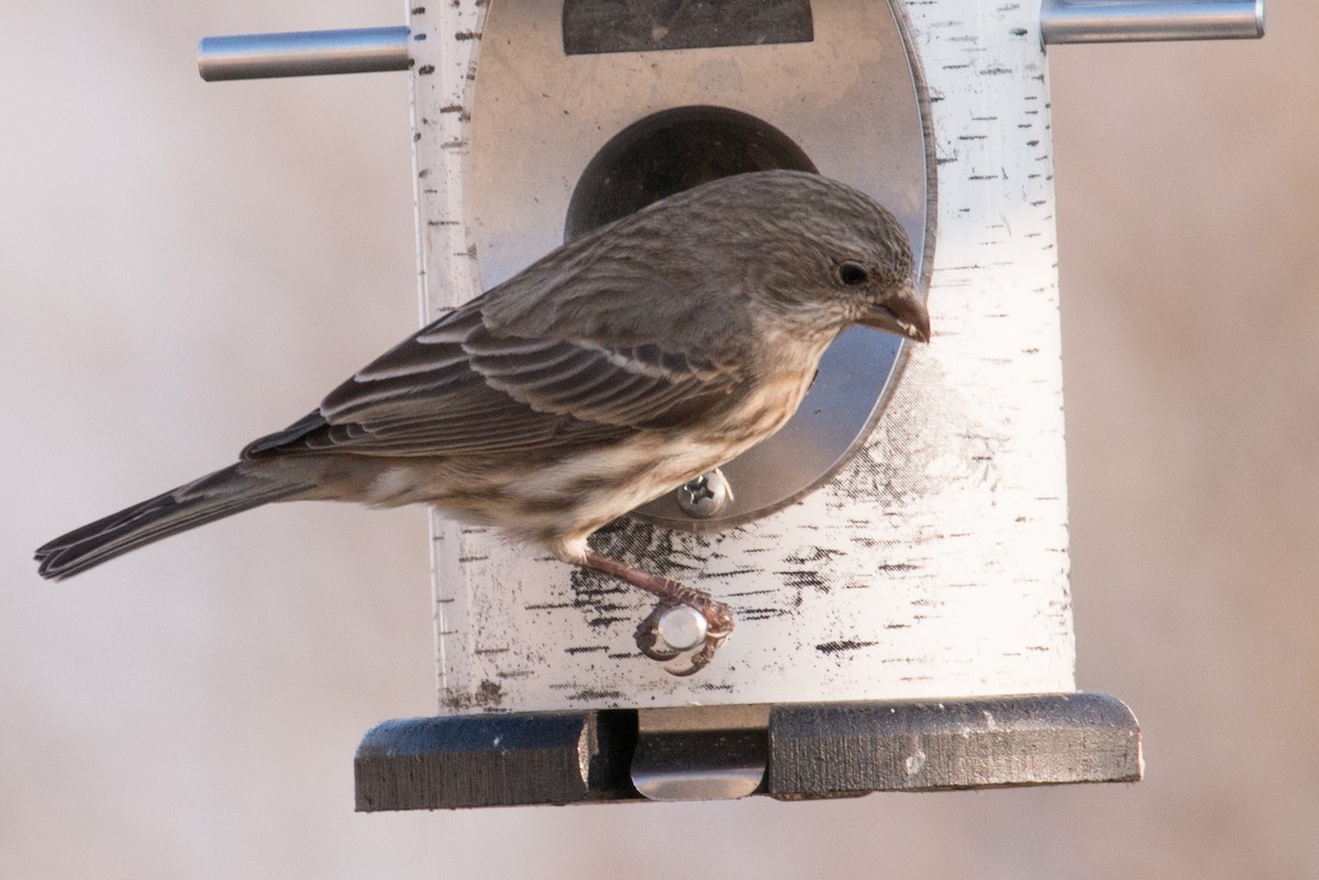 Burugorri arrunta - ML646551840