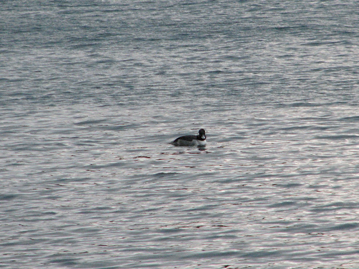 Bufflehead - ML646551841