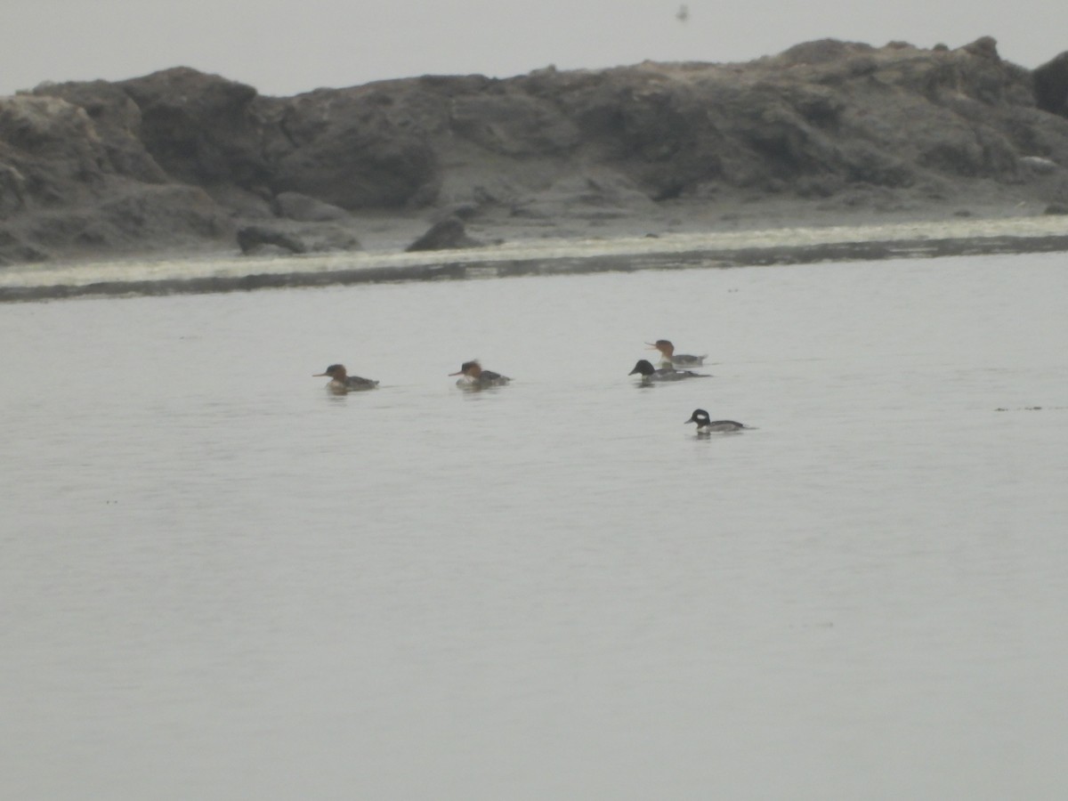 Bufflehead - ML646551842