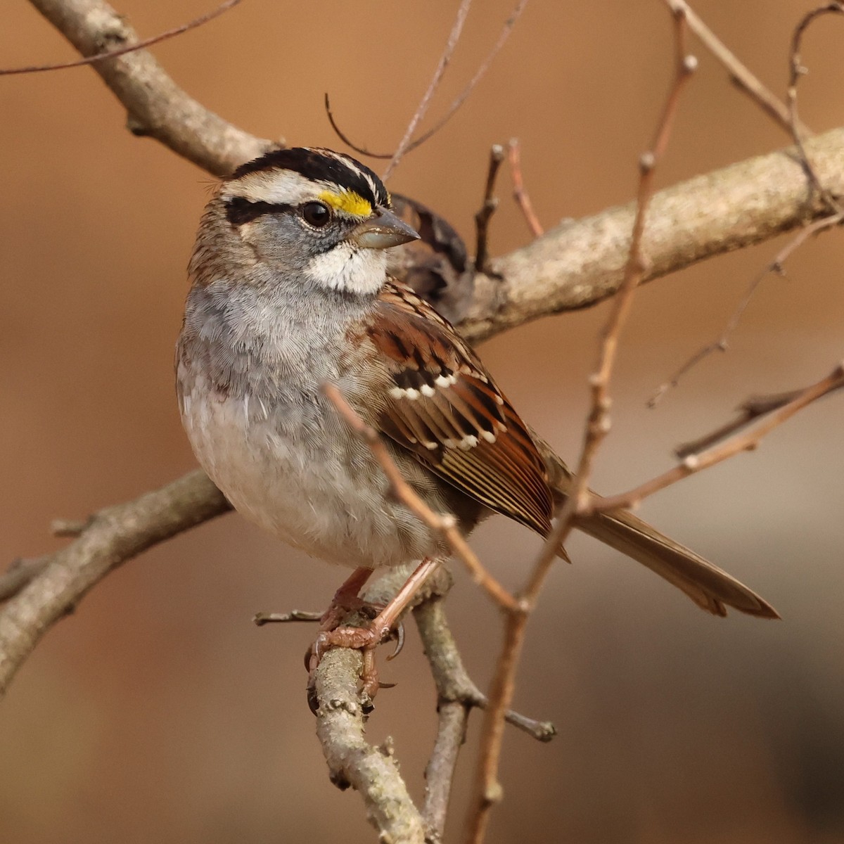 White-throated Sparrow - ML646551844