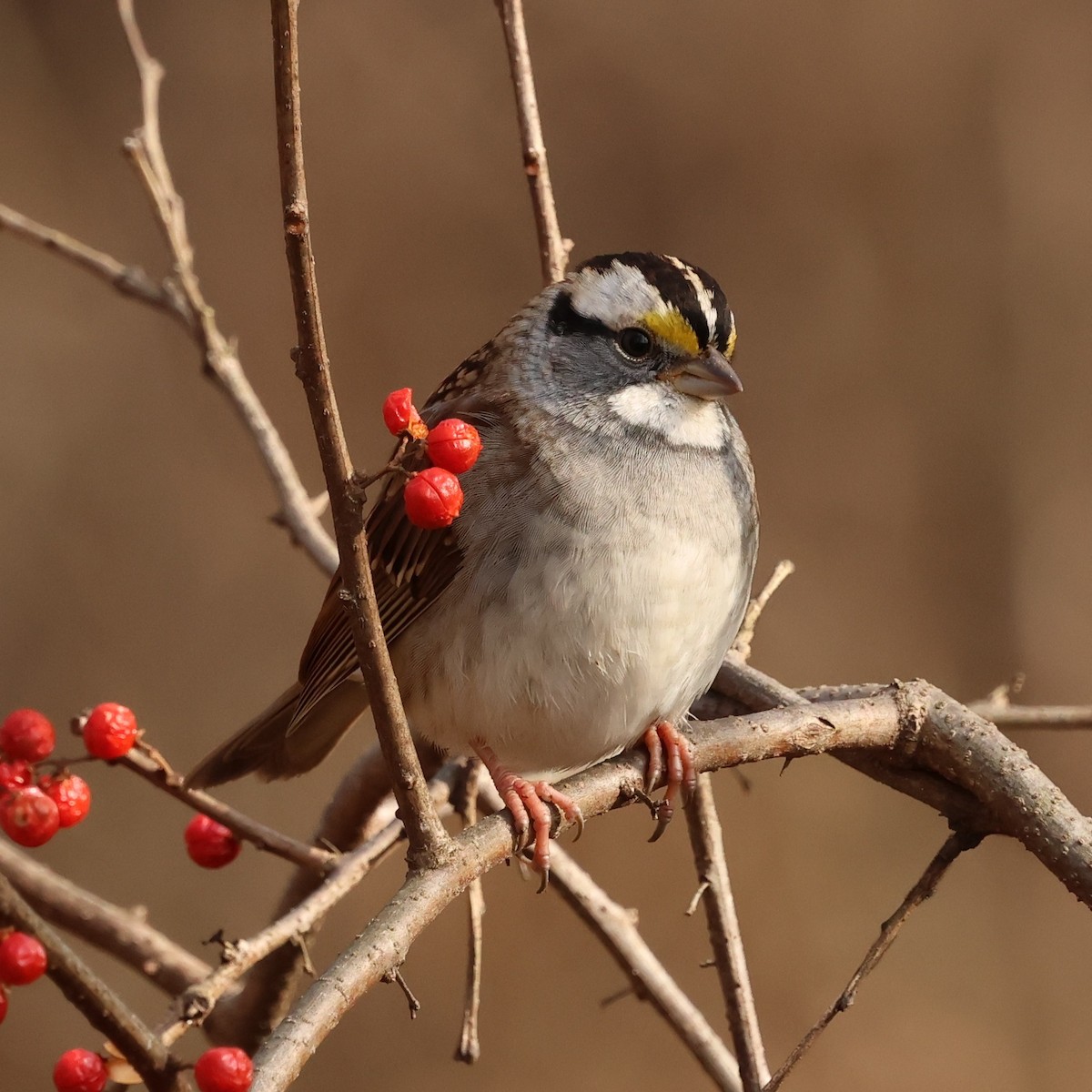 White-throated Sparrow - ML646551845