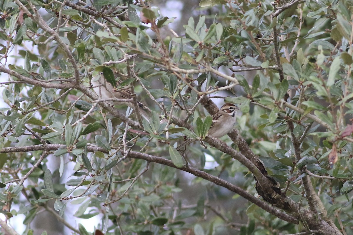 Lark Sparrow - ML646551846