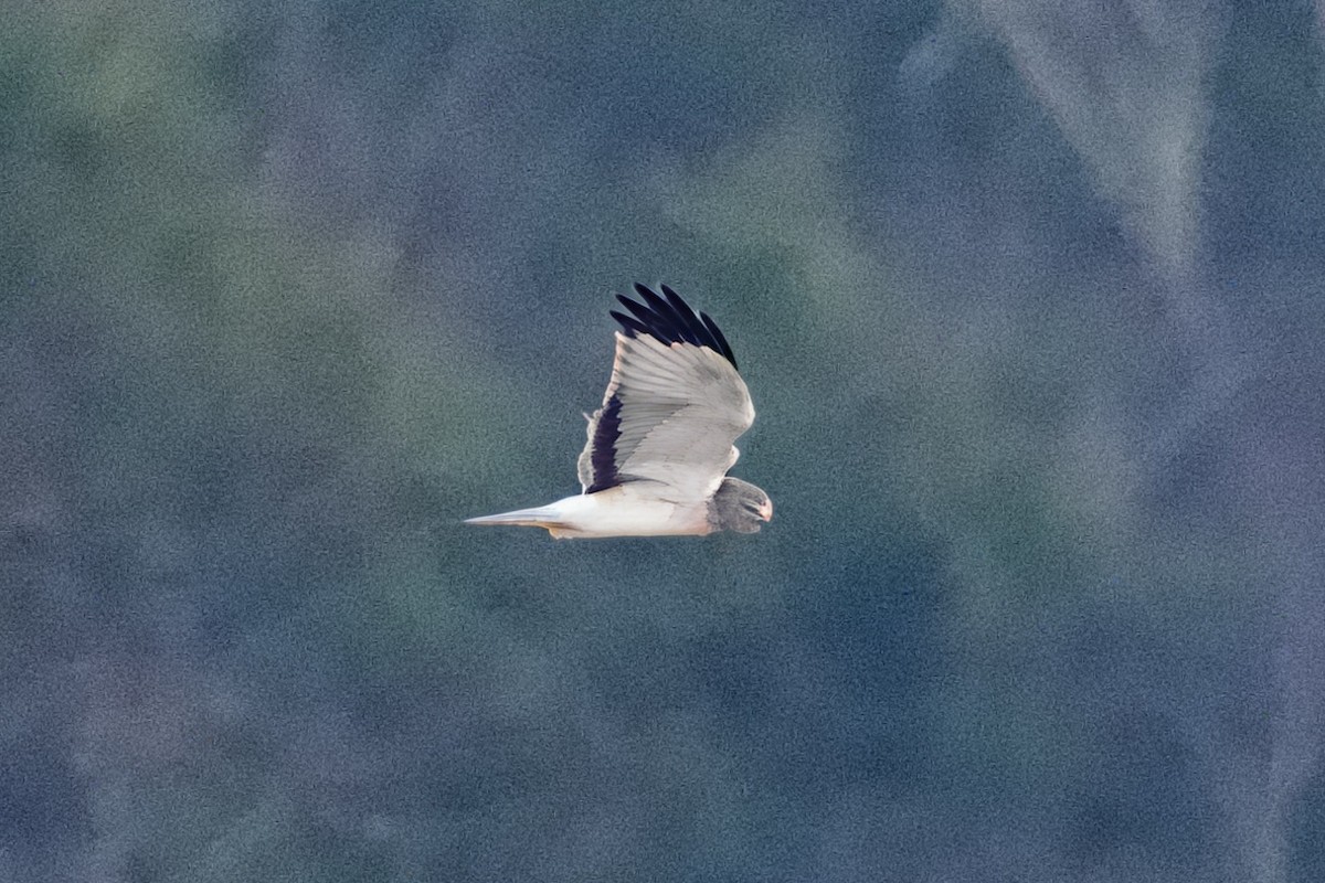 Northern Harrier - ML646551849
