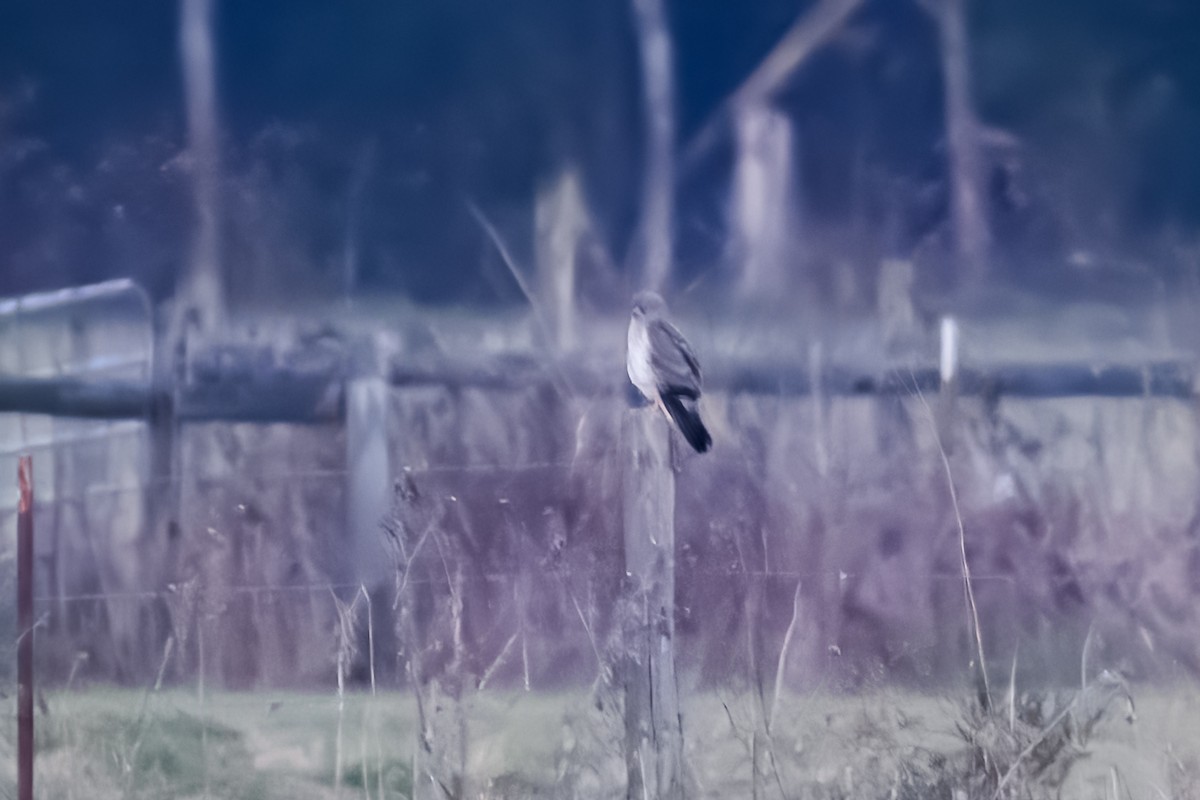 Northern Harrier - ML646551850