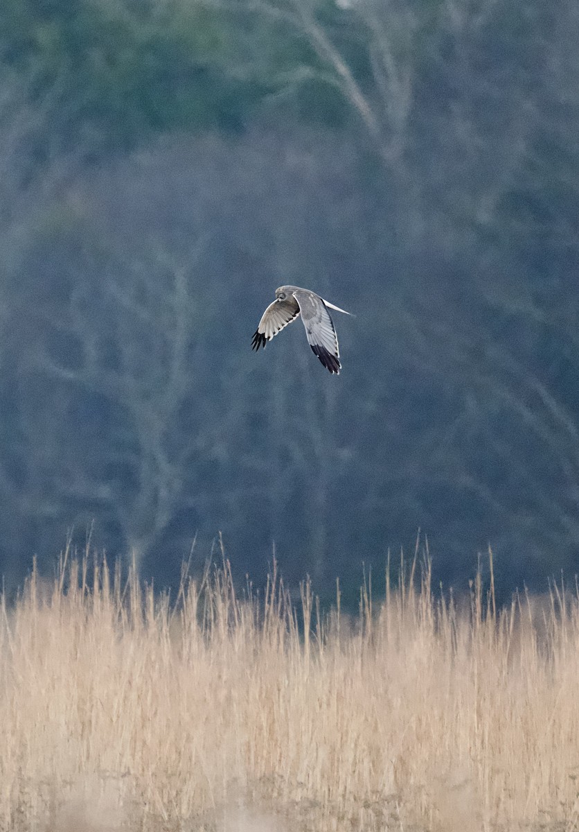 Northern Harrier - ML646551851