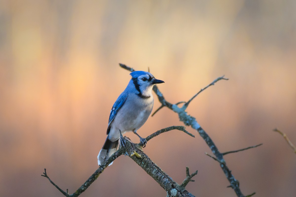 Blue Jay - ML646551852