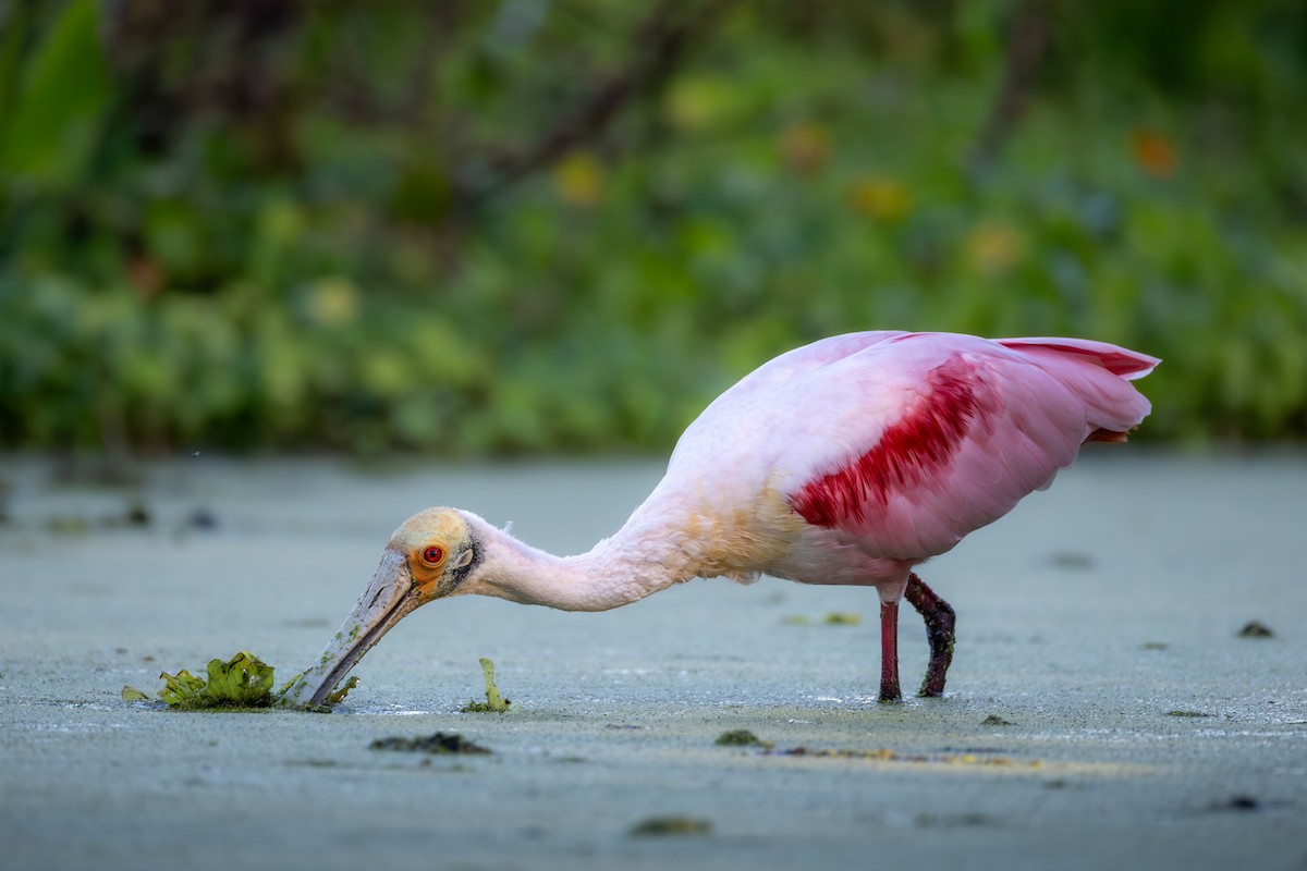 Espátula Rosada - ML646551855