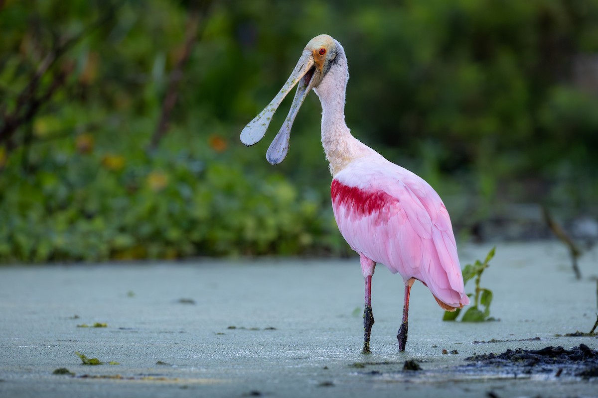 Espátula Rosada - ML646551856