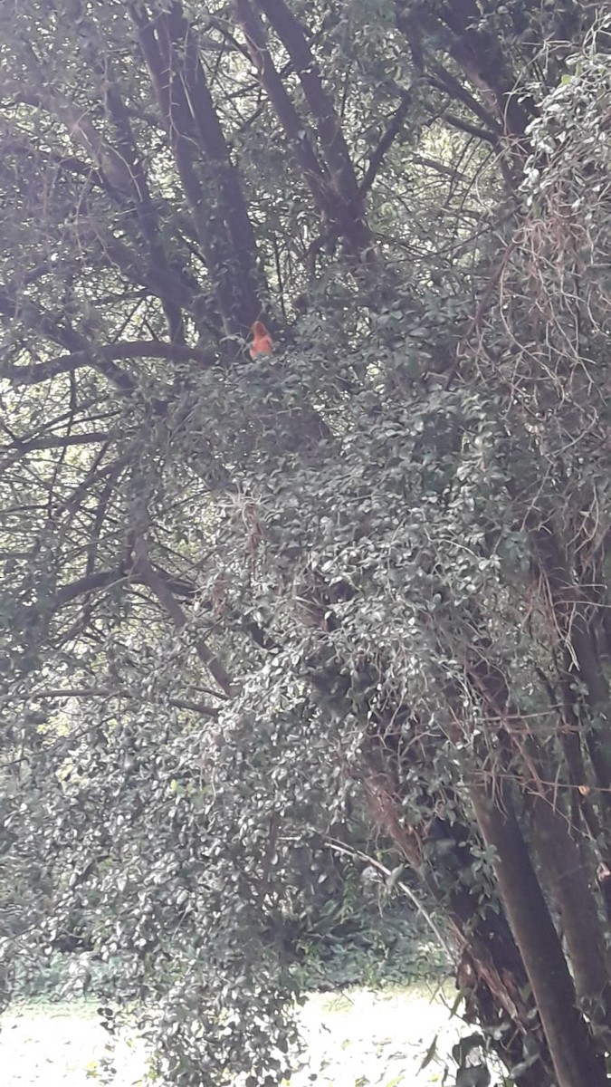 Hepatic Tanager - ML646551860