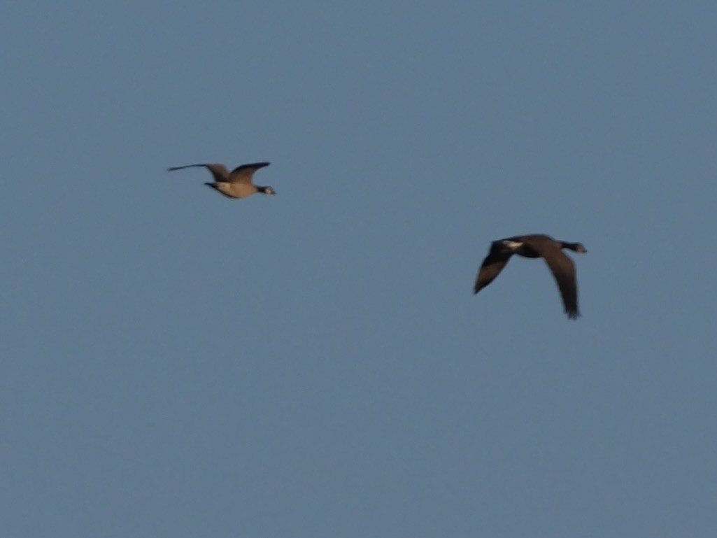 シジュウカラガン - ML646551861