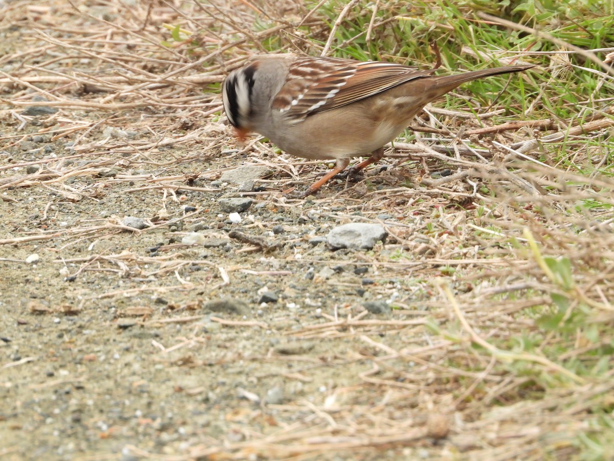 White-crowned Sparrow - ML646551862