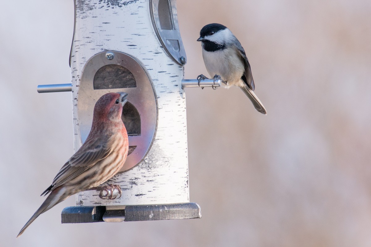Carolina Chickadee - ML646551866