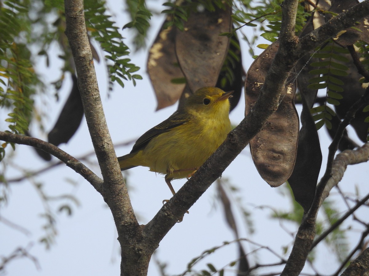 Northern Yellow Warbler - ML646551867