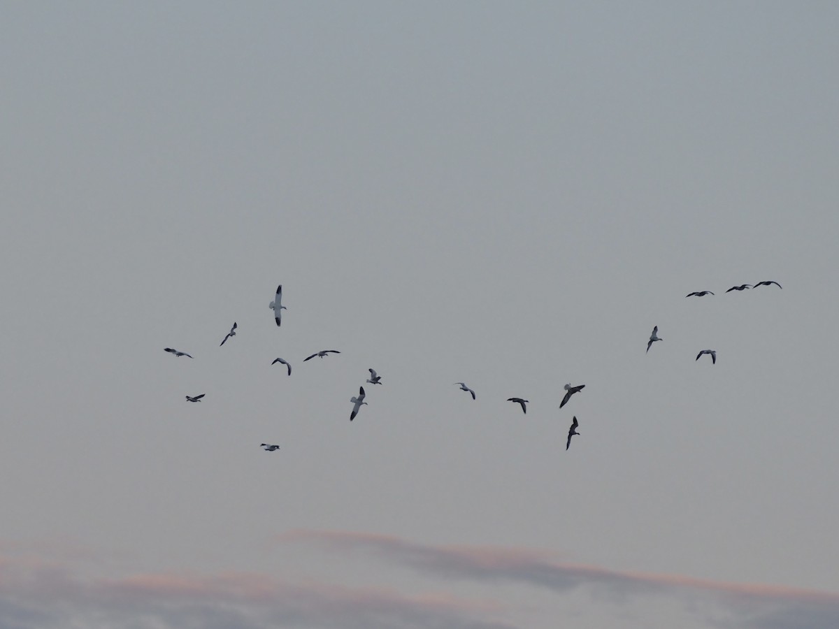 ハクガン - ML646551869