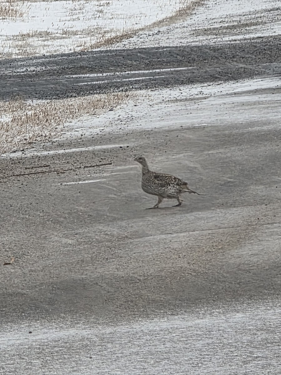 Tétras à queue fine - ML646551870
