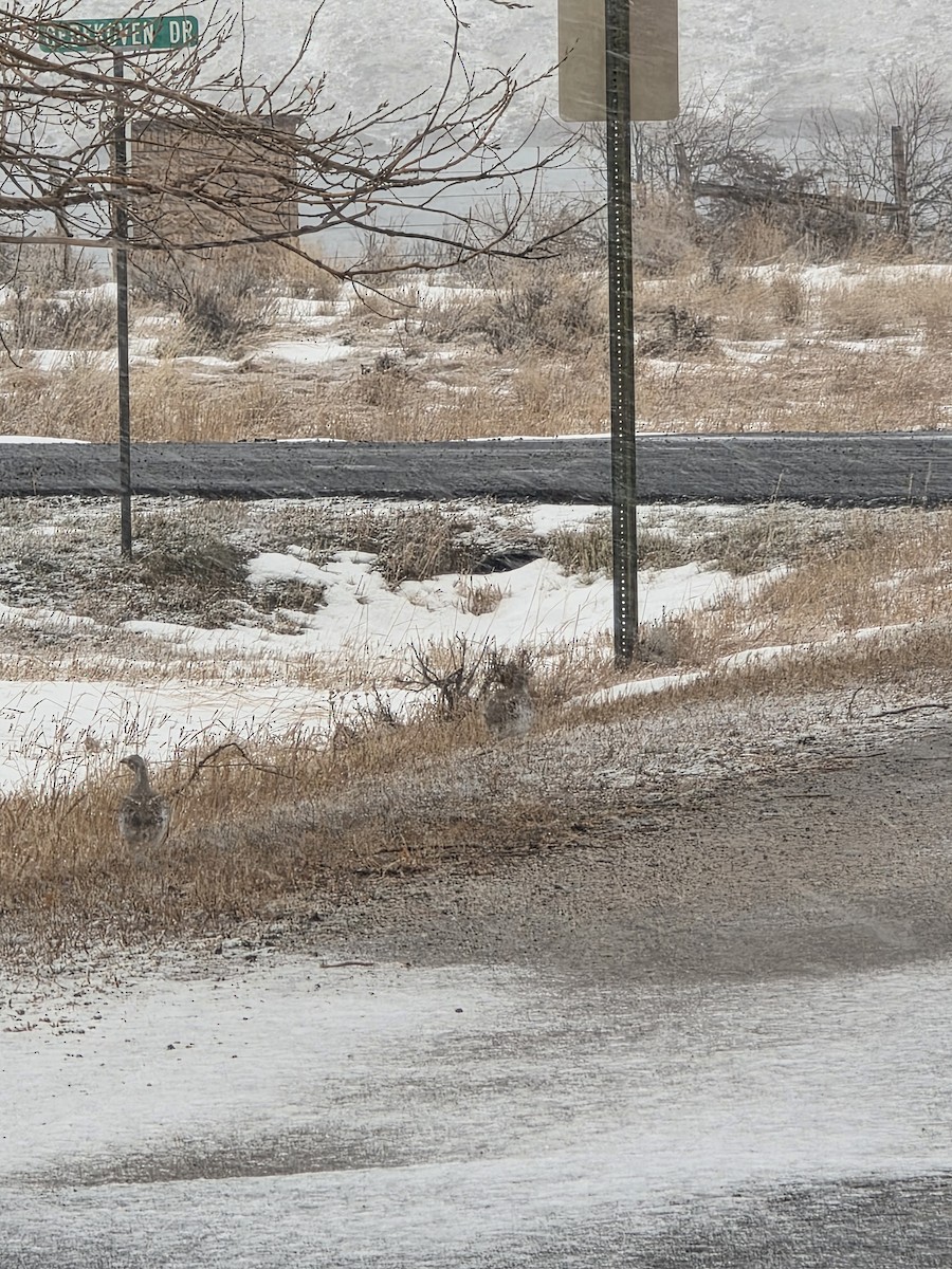 Tétras à queue fine - ML646551871