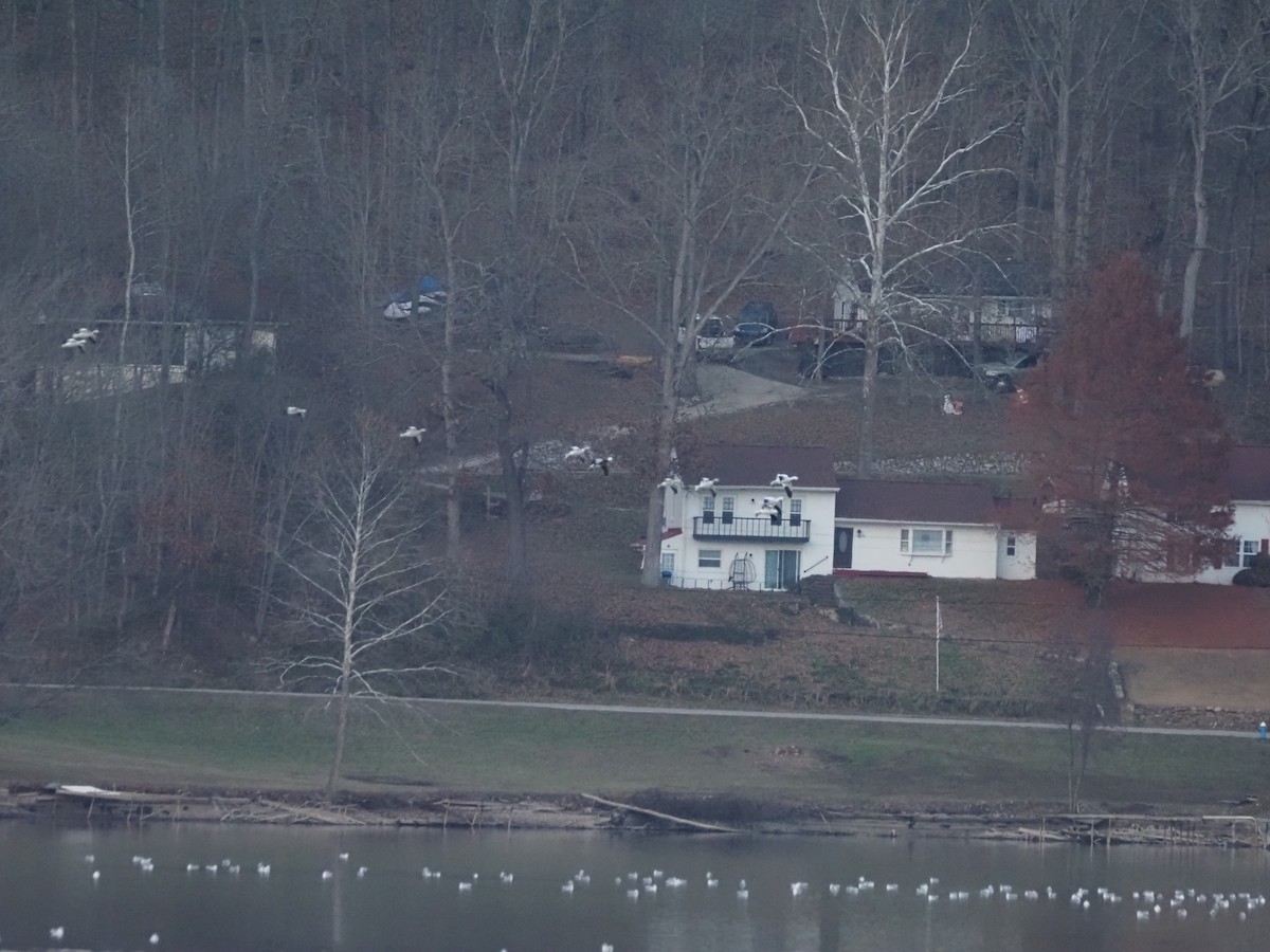 ハクガン - ML646551875