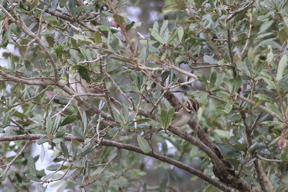 Lark Sparrow - ML646551878