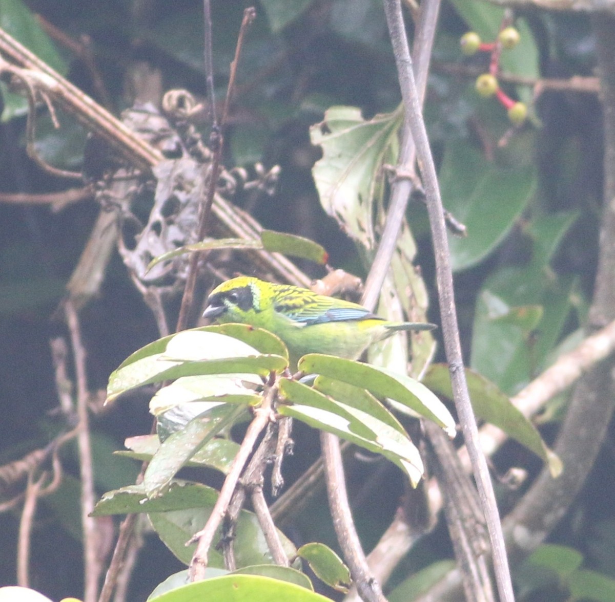 Green-and-gold Tanager - ML646551879