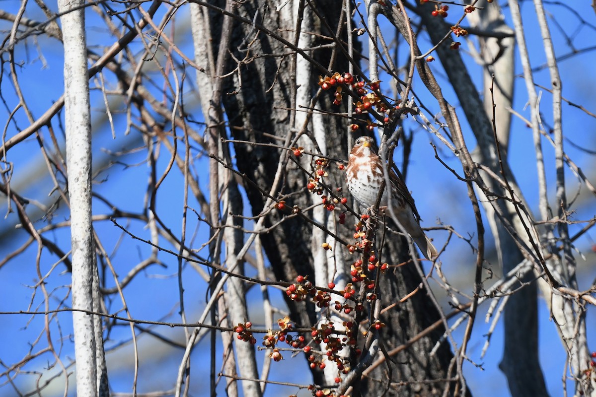 Fox Sparrow (Red) - ML646551880