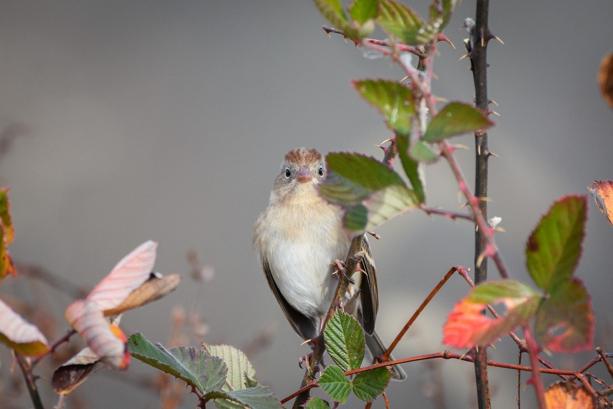 Field Sparrow - ML646551881