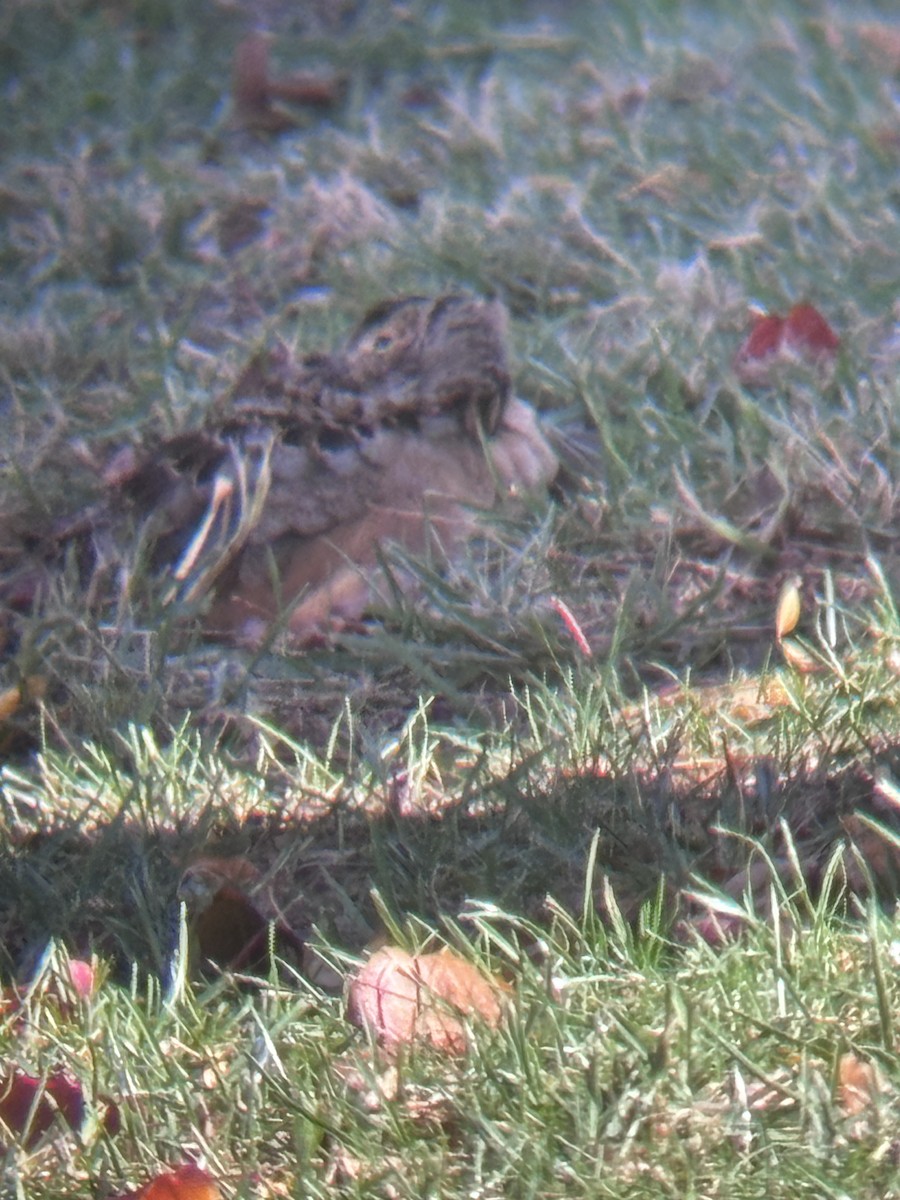 American Woodcock - ML646551884