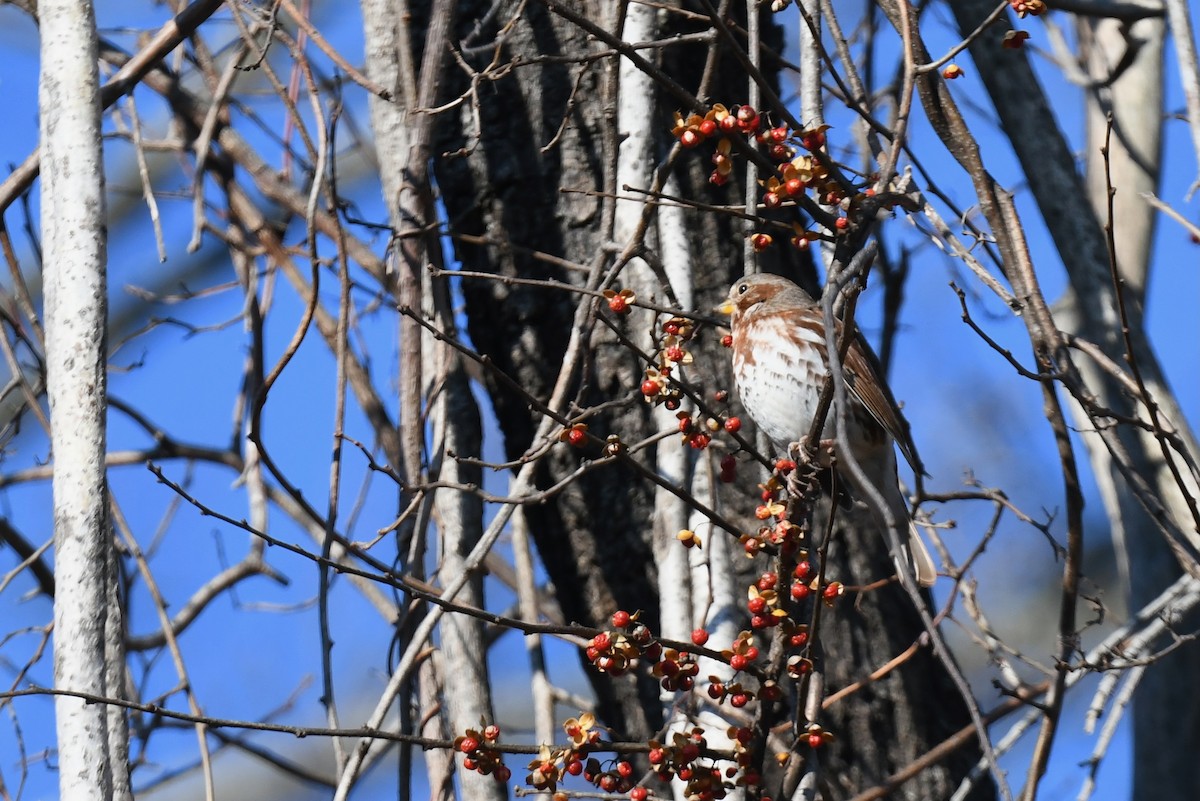 Fox Sparrow (Red) - ML646551885