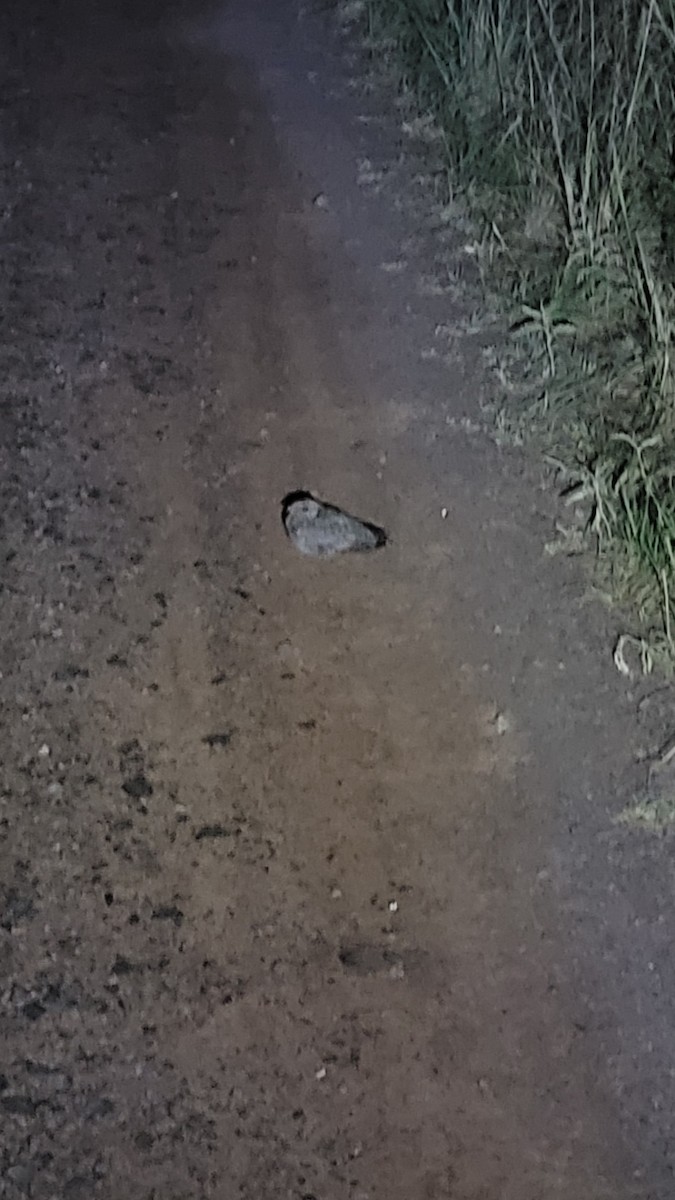 Scissor-tailed Nightjar - ML646551888