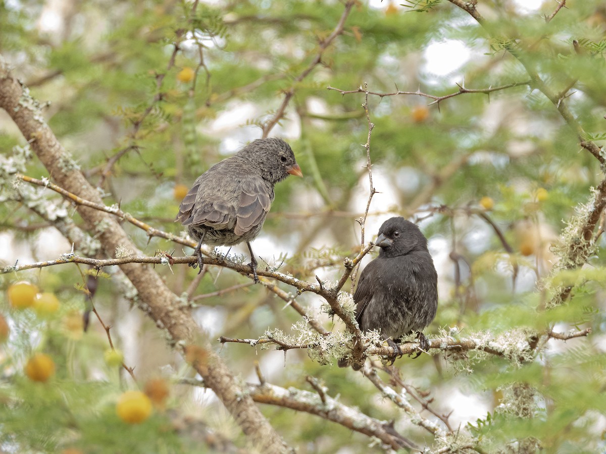 Small Ground-Finch - ML646551889
