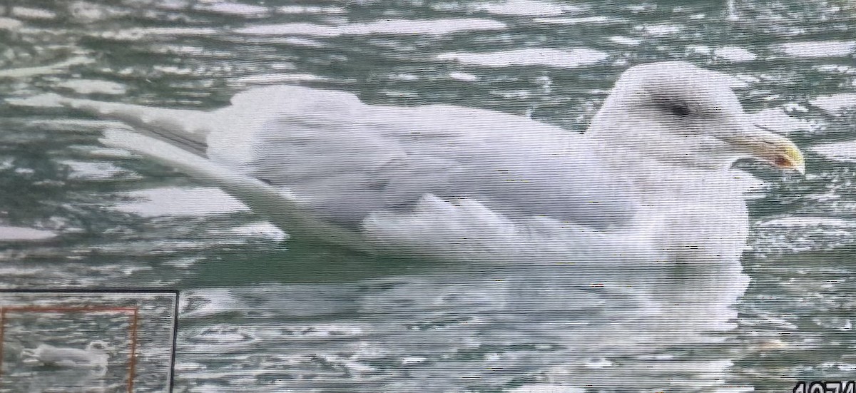 Glaucous-winged Gull - ML646551891
