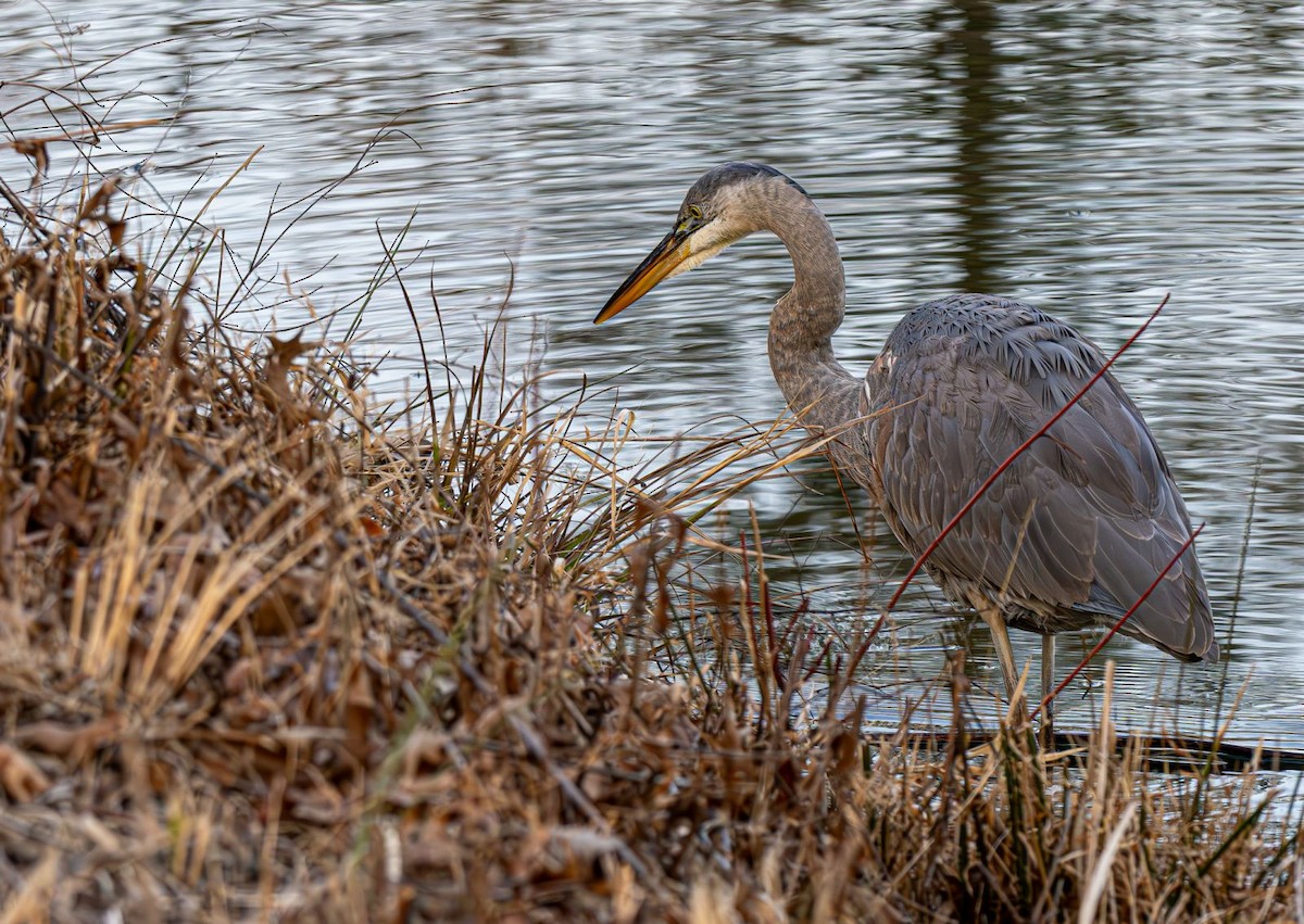 volavka velká - ML646551893