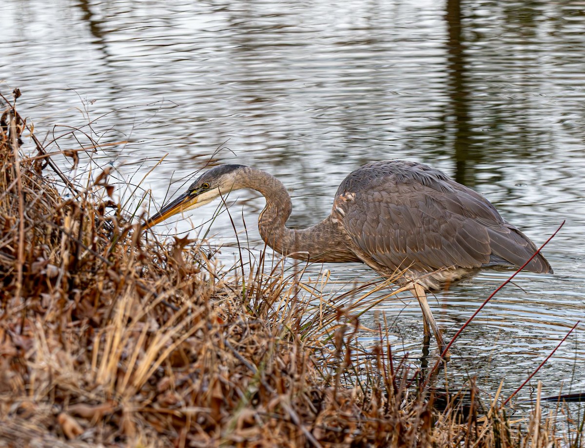 volavka velká - ML646551894