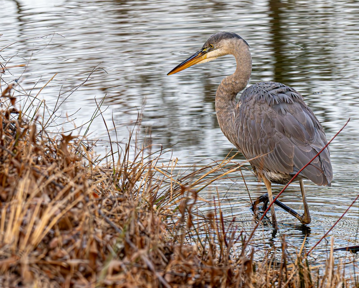 volavka velká - ML646551895