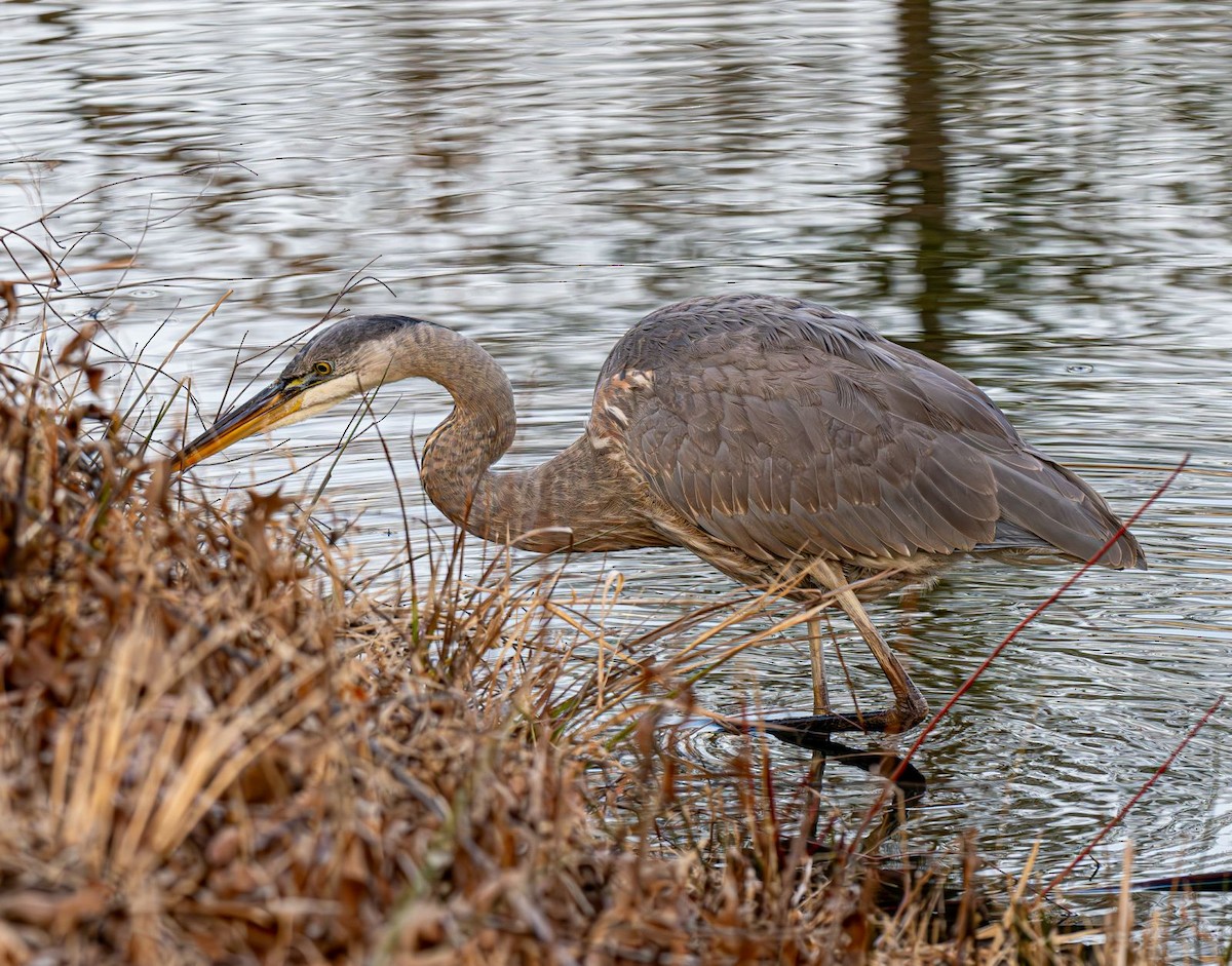 volavka velká - ML646551896