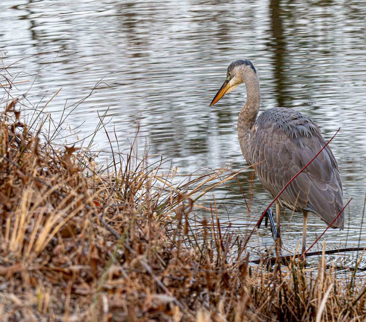 volavka velká - ML646551897