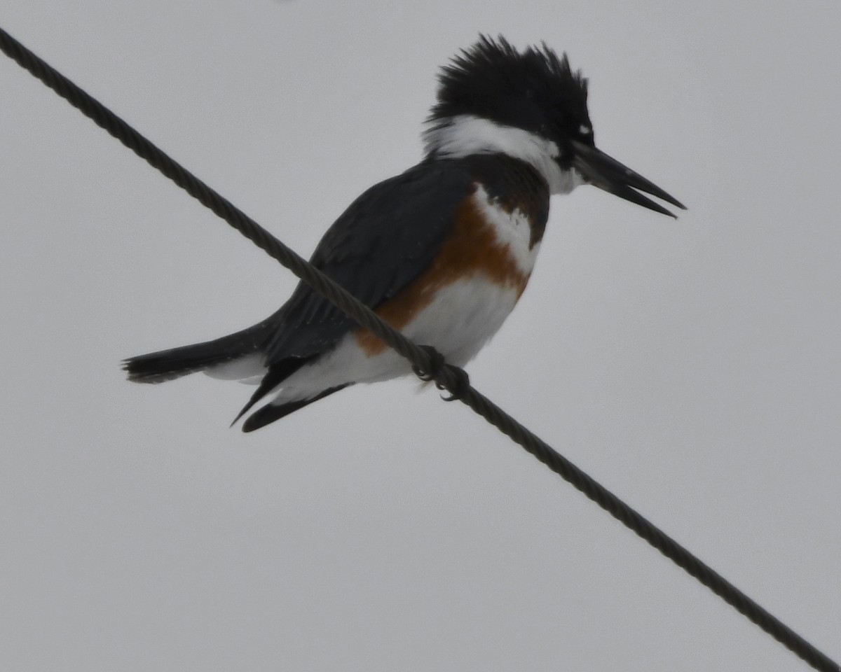 Belted Kingfisher - ML646551898