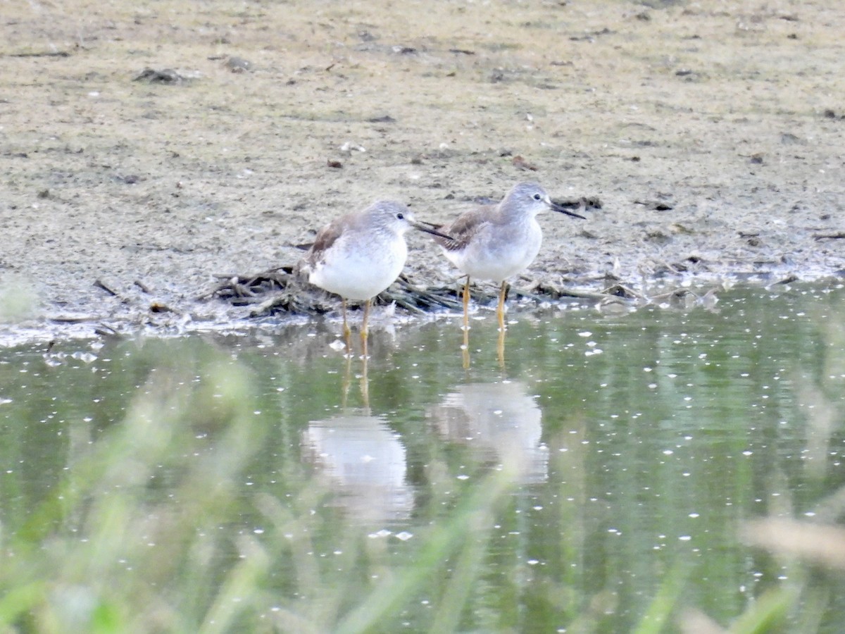 Lesser Yellowlegs - ML646551899