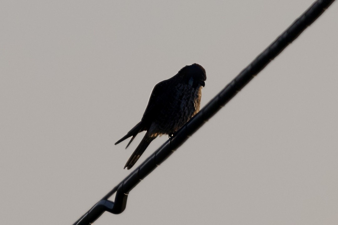 American Kestrel - ML646551900