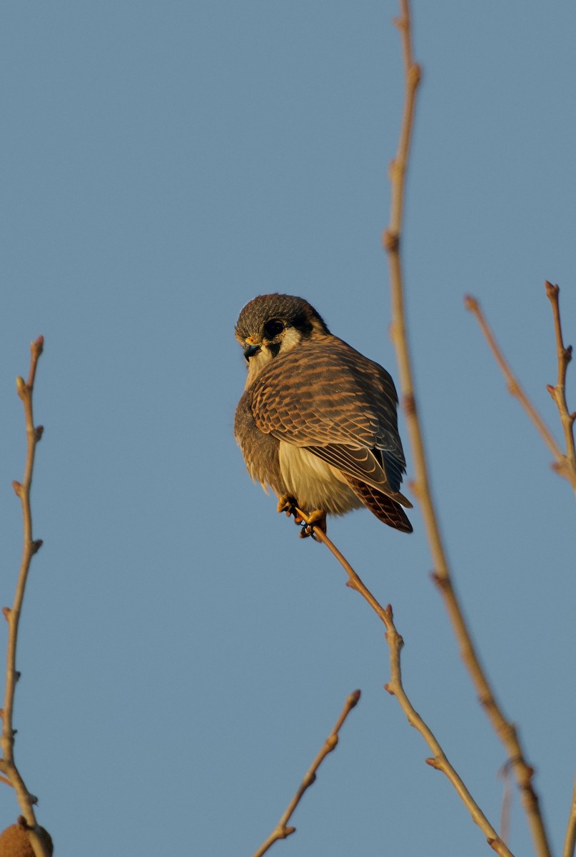 American Kestrel - ML646551901