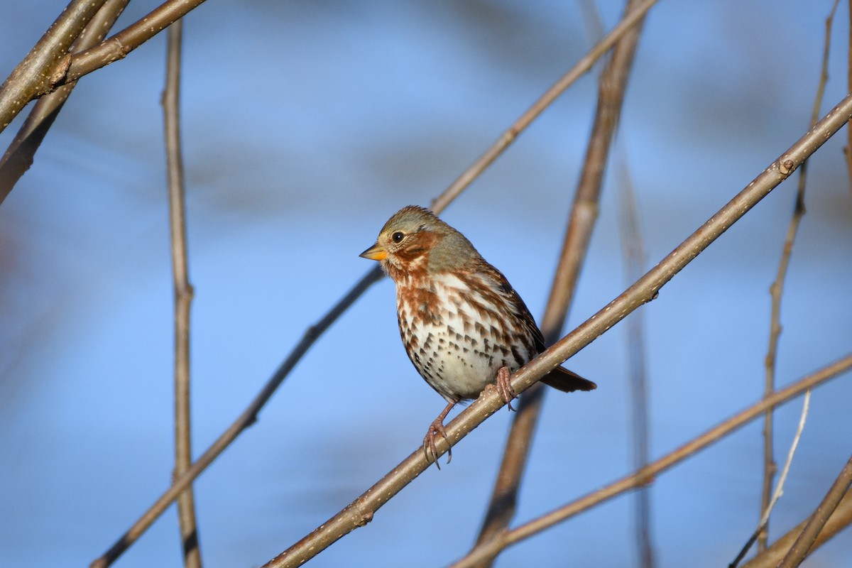 Fox Sparrow - ML646551902