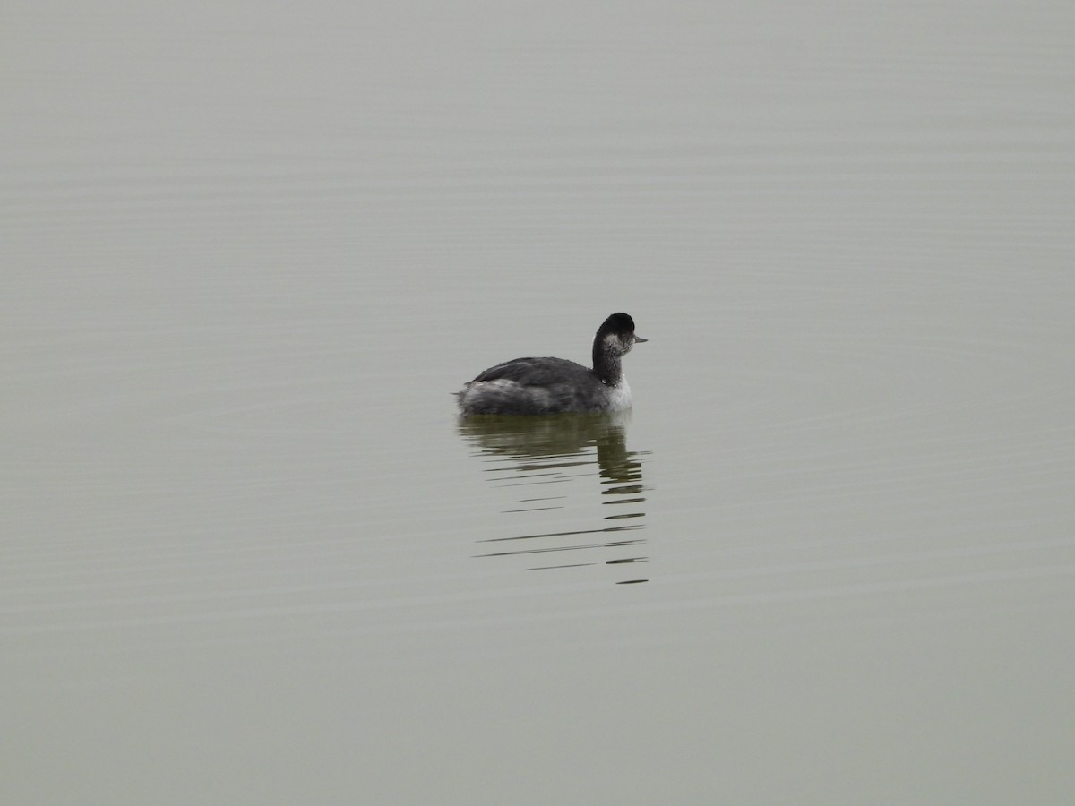 Eared Grebe - ML646551903