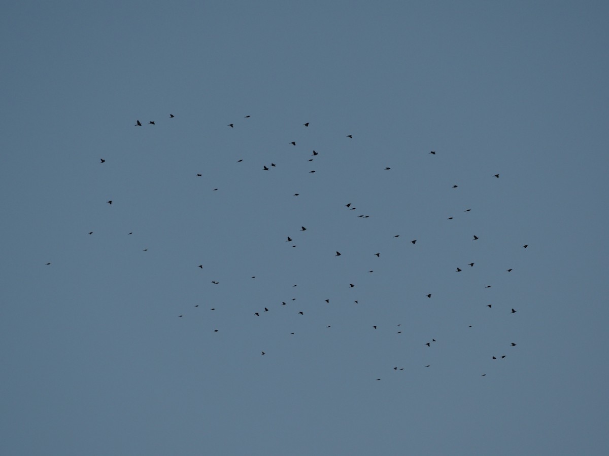 blackbird sp. - ML646551910