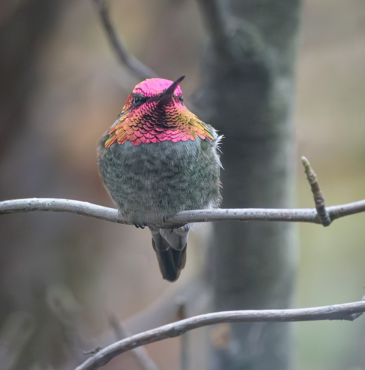 Anna's Hummingbird - ML646551911