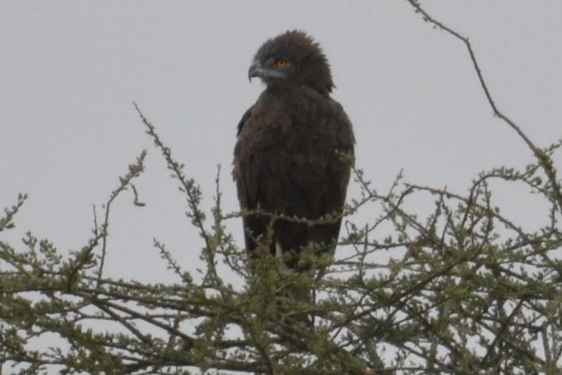 Brown Snake-Eagle - ML646551913