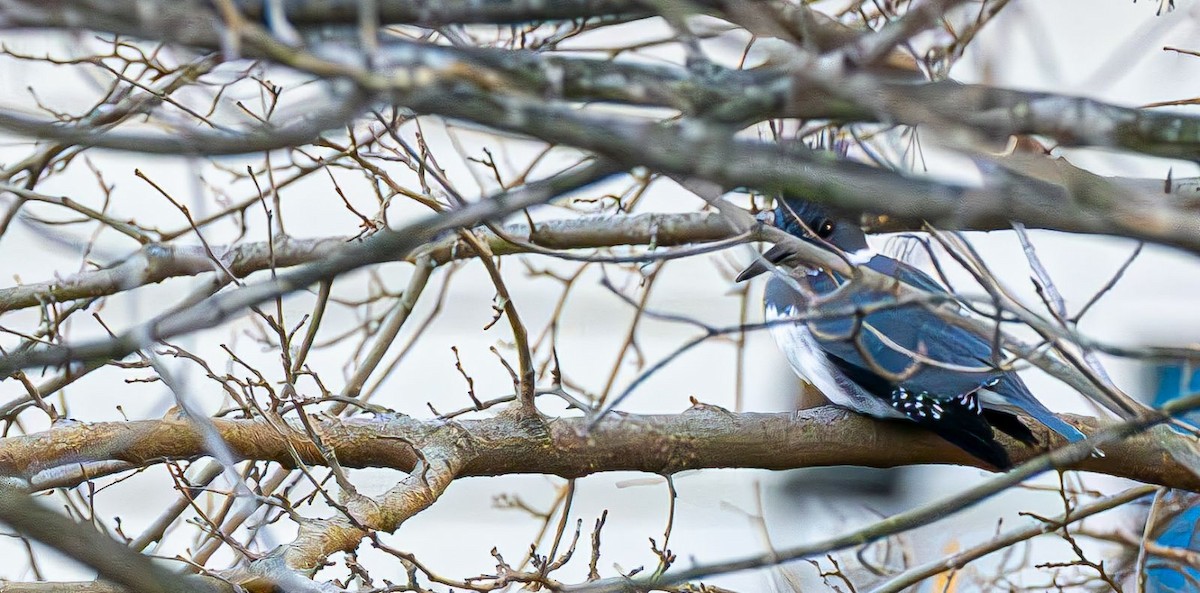 rybařík pruhoprsý - ML646551914